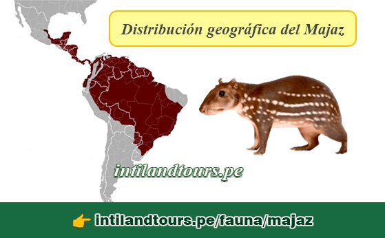 Distribución geográfica del majaz