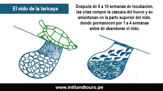 La Taricaya