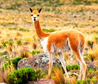 La Vicuña