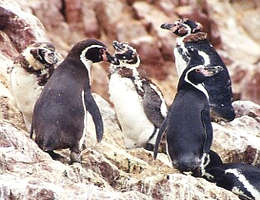 Pinguinos Islas Palomino
