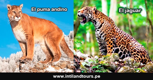El puma y el jaguar