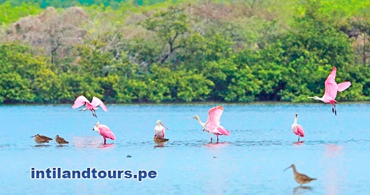 Santuario Nacional Los Manglares de Tumbes